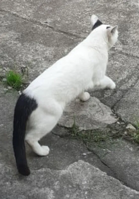 Gato ra a SRD idade 2 anos nome Nino Ratimbum