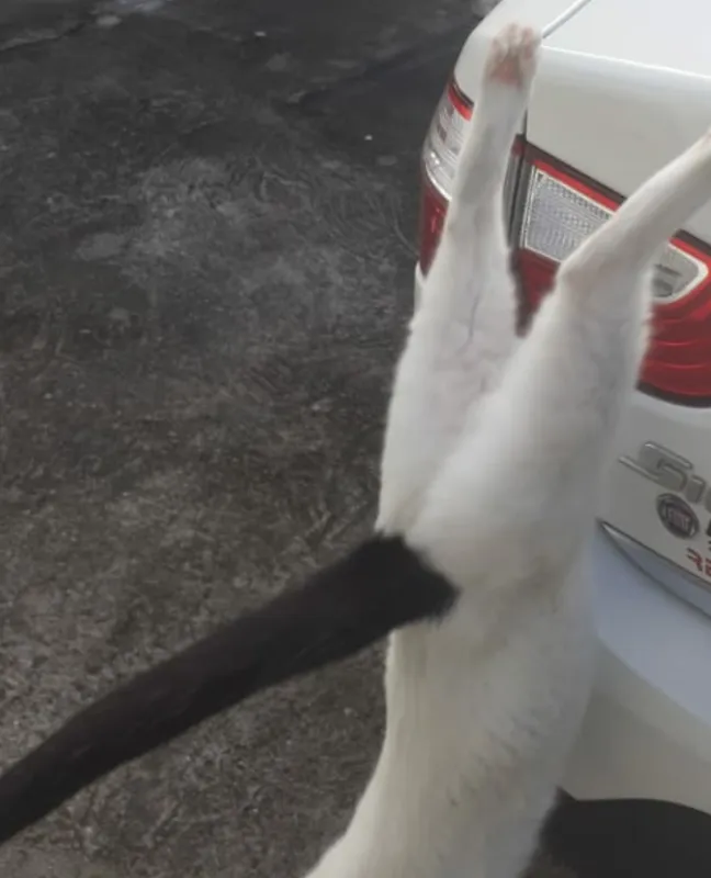 Gato ra a SRD idade 2 anos nome Nino Ratimbum