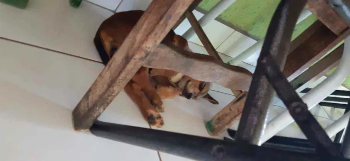 Cachorro ra a Vira Lata idade 2 a 6 meses nome Sem nome