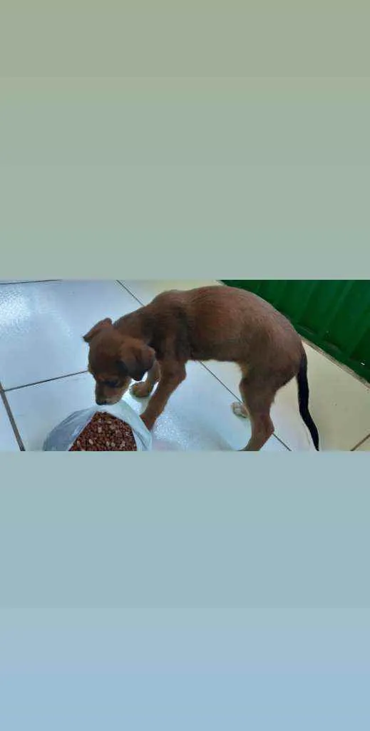 Cachorro ra a Vira Lata idade 2 a 6 meses nome Sem nome