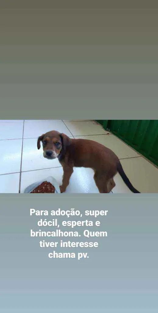 Cachorro ra a Vira Lata idade 2 a 6 meses nome Sem nome