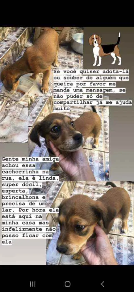 Cachorro ra a Vira Lata idade 2 a 6 meses nome Sem nome