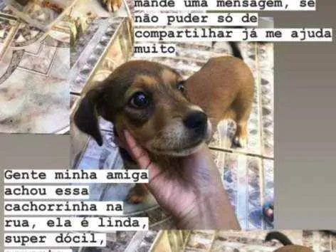 Cachorro ra a Vira Lata idade 2 a 6 meses nome Sem nome