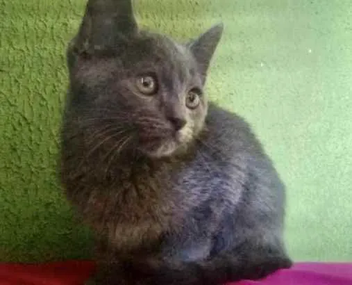 Gato ra a Angora  idade 2 a 6 meses nome Dom 