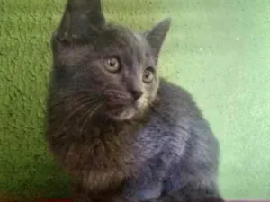 Gato raça Angora  idade 2 a 6 meses nome Dom 