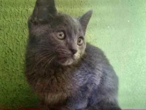 Gato ra a Angora  idade 2 a 6 meses nome Dom 