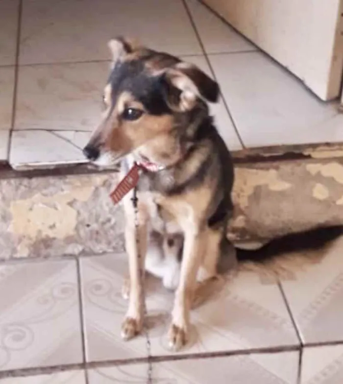 Cachorro ra a SRD idade 7 a 11 meses nome Luke 
