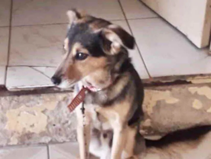 Cachorro ra a SRD idade 7 a 11 meses nome Luke 