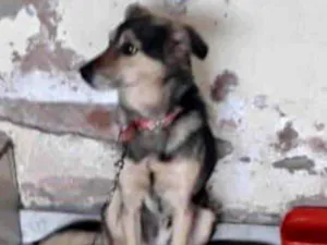 Cachorro raça SRD idade 7 a 11 meses nome Bidu 