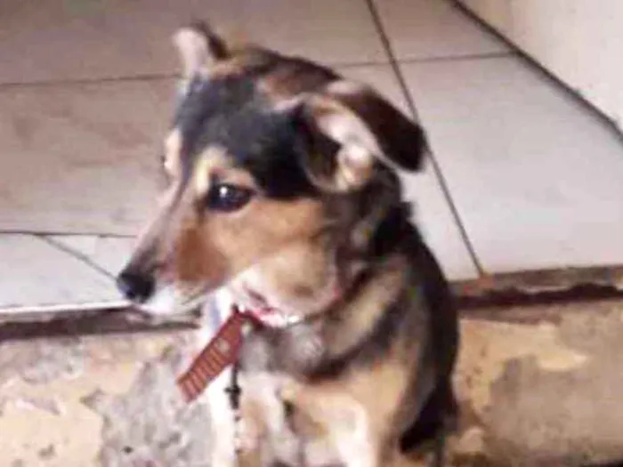 Cachorro ra a SRD idade 7 a 11 meses nome Luke 