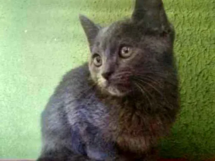 Gato ra a Angora  idade 2 a 6 meses nome Dom 