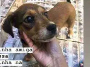 Cachorro raça Vira Lata idade 2 a 6 meses nome Sem nome