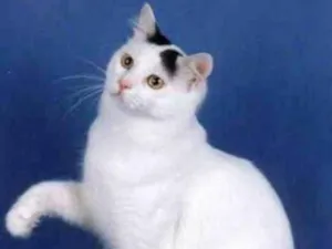 Gato raça SRD idade 2 anos nome Nino Ratimbum