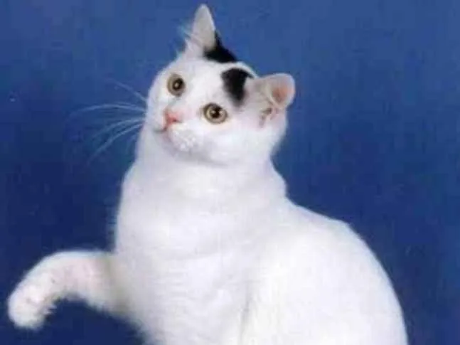 Gato ra a SRD idade 2 anos nome Nino Ratimbum