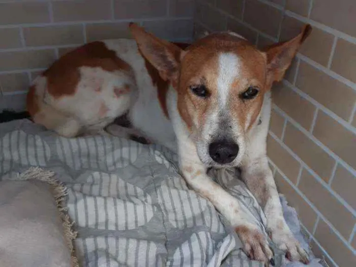 Cachorro ra a Vira lata  idade 6 ou mais anos nome SPike