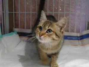Gato raça SRD idade 2 a 6 meses nome YUMI