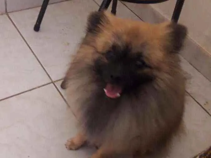 Cachorro ra a Splitz Alemão lulu da Pomerani idade 3 anos nome Alvin