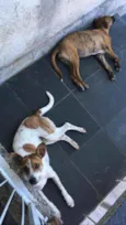 Milla