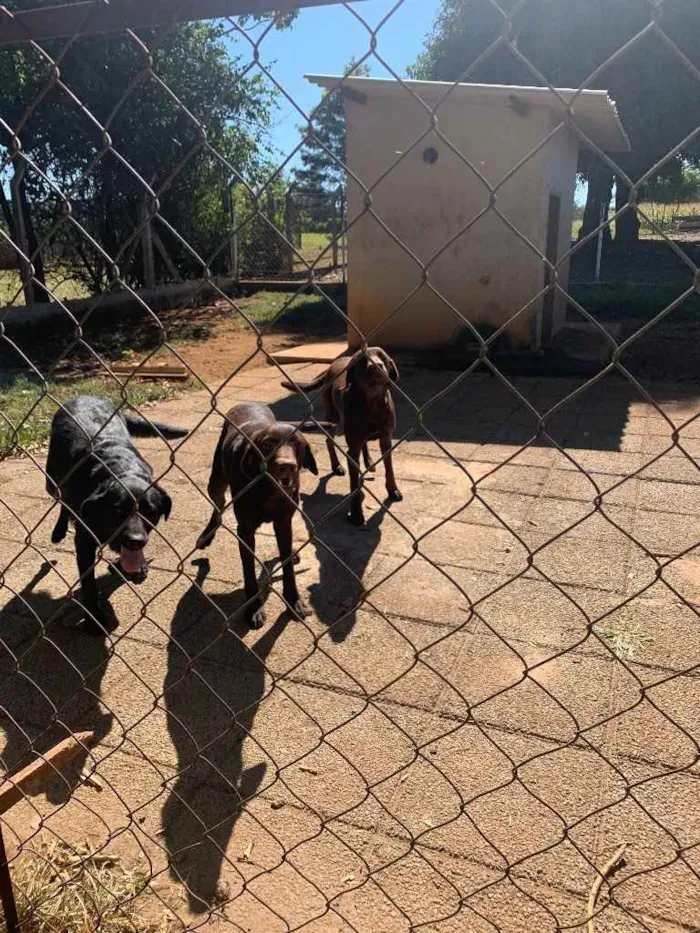 Cachorro ra a Doberman com labrador  idade  nome Thor july e amora 