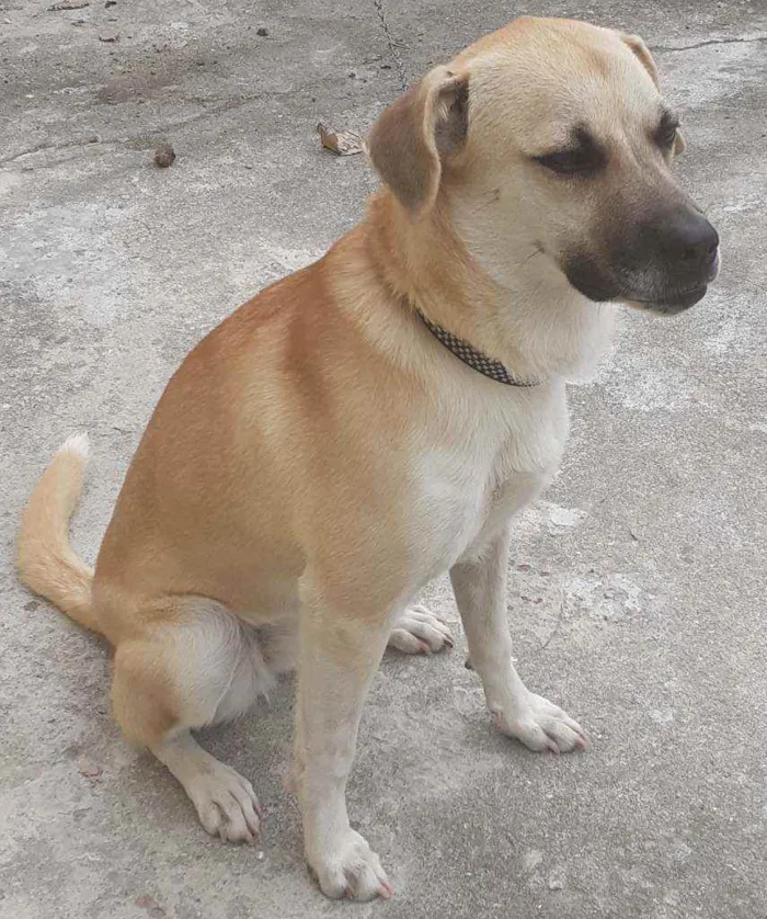 Cachorro ra a  idade 7 a 11 meses nome Rayra