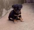 Cachorro raça Vira lata idade Abaixo de 2 meses nome Sem nome