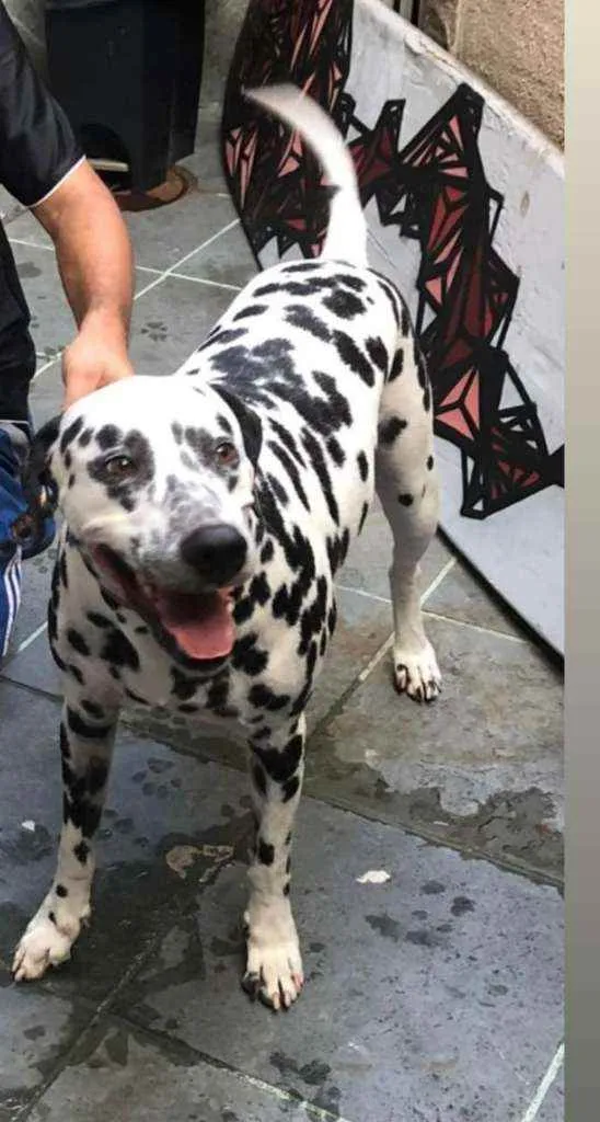 Cachorro ra a dálmata  idade 2 anos nome Apolo