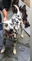 Apolo