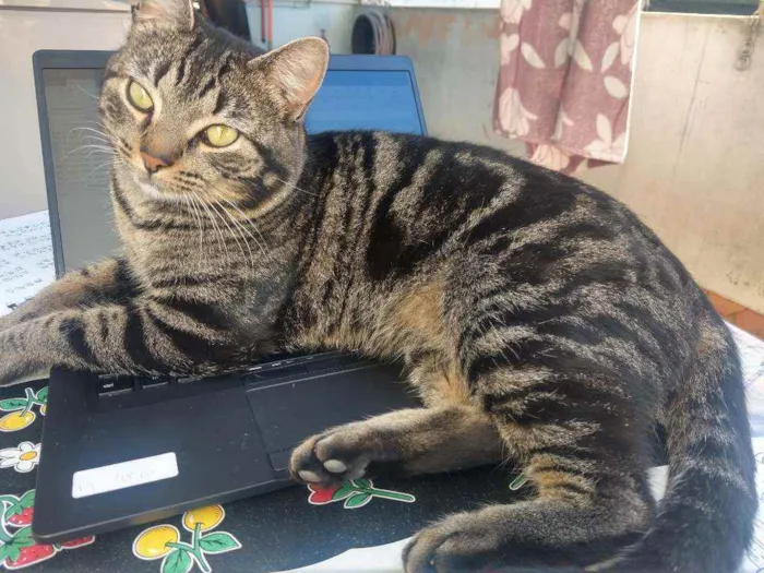 Gato ra a SRD idade 2 anos nome Bóris