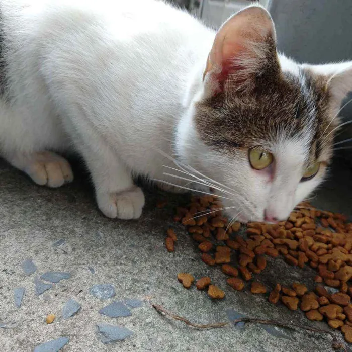 Gato ra a SRD idade 1 ano nome Lindinha