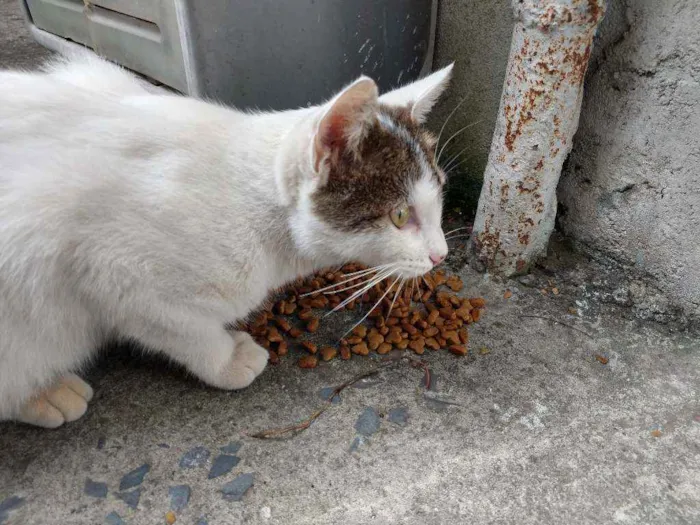Gato ra a SRD idade 1 ano nome Lindinha