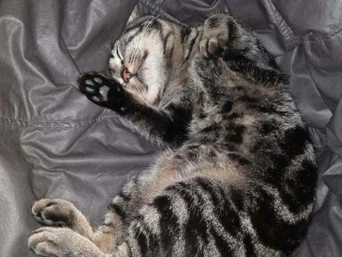 Gato ra a SRD idade 2 anos nome Bóris