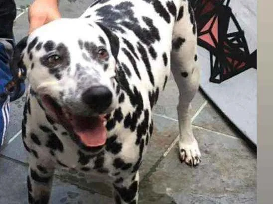 Cachorro ra a dálmata  idade 2 anos nome Apolo