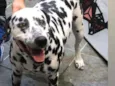 Apolo