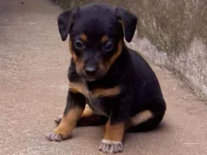Cachorro raça Vira lata idade Abaixo de 2 meses nome Sem nome