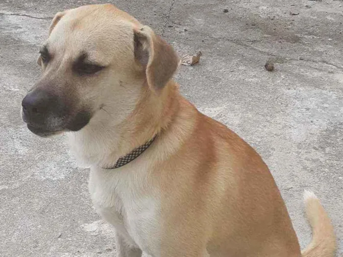 Cachorro ra a  idade 7 a 11 meses nome Rayra