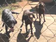 Thor july e amora 