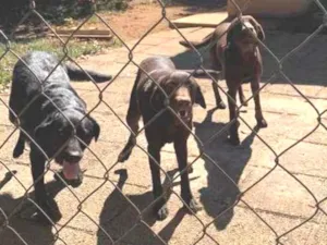 Cachorro raça Doberman com labrador  idade  nome Thor july e amora 