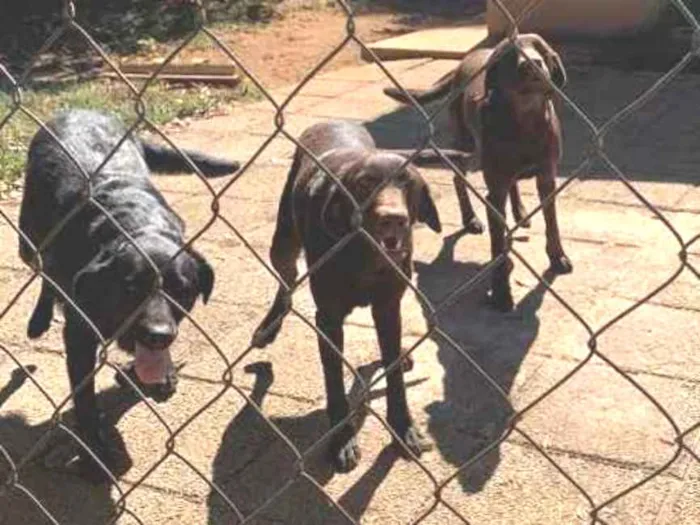 Cachorro ra a Doberman com labrador  idade  nome Thor july e amora 