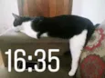 Lincon