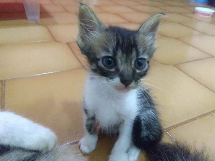 Gato raça SRD idade Abaixo de 2 meses nome Ale