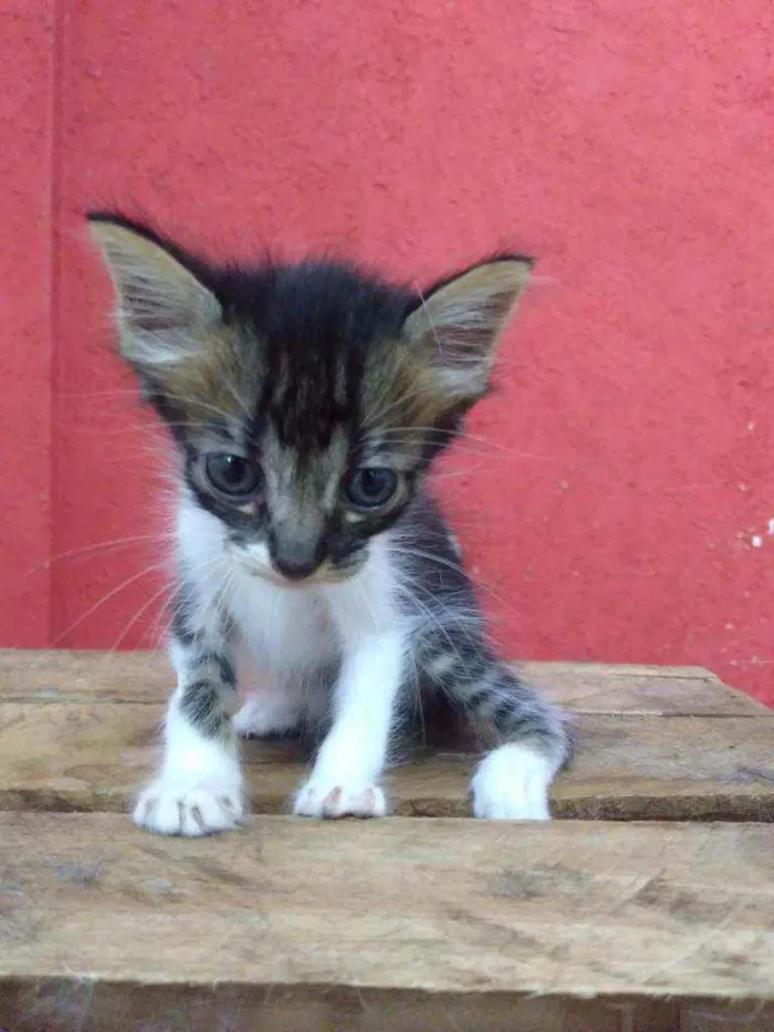 Gato raça SRD idade Abaixo de 2 meses nome Ale