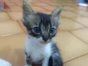 Gato raça SRD idade Abaixo de 2 meses nome Ale