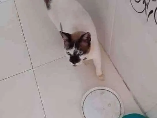 Gato ra a  idade 3 anos nome BILI