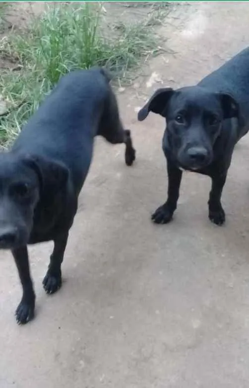 Cachorro ra a Vila lata idade 2 a 6 meses nome Não  tem nome