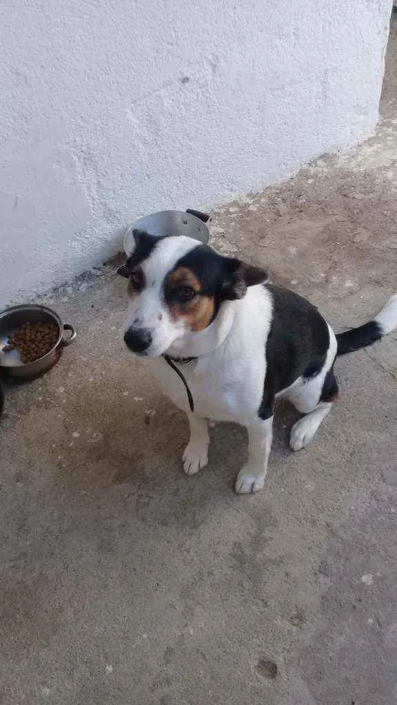 Cachorro raça SRD idade 1 ano nome Lala