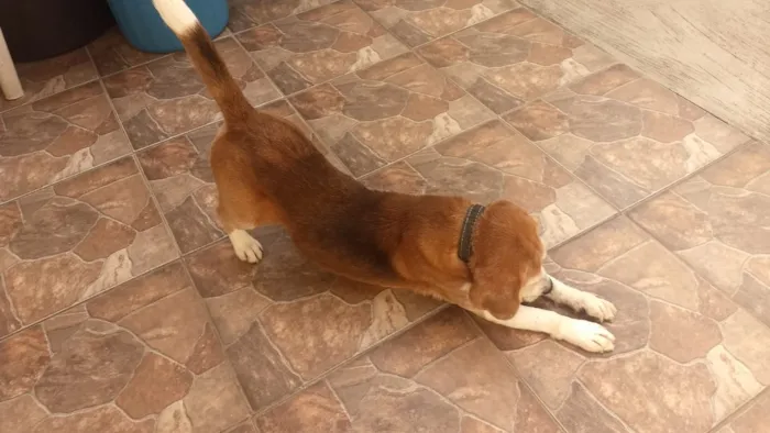 Cachorro ra a Beagle idade 6 ou mais anos nome Marley