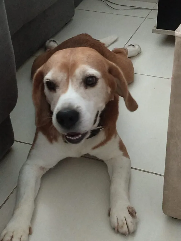 Cachorro ra a Beagle idade 6 ou mais anos nome Marley