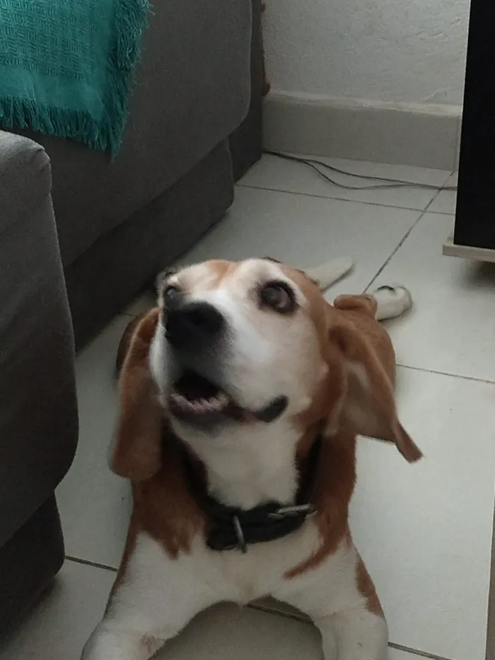 Cachorro ra a Beagle idade 6 ou mais anos nome Marley