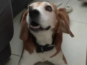 Cachorro raça Beagle idade 6 ou mais anos nome Marley