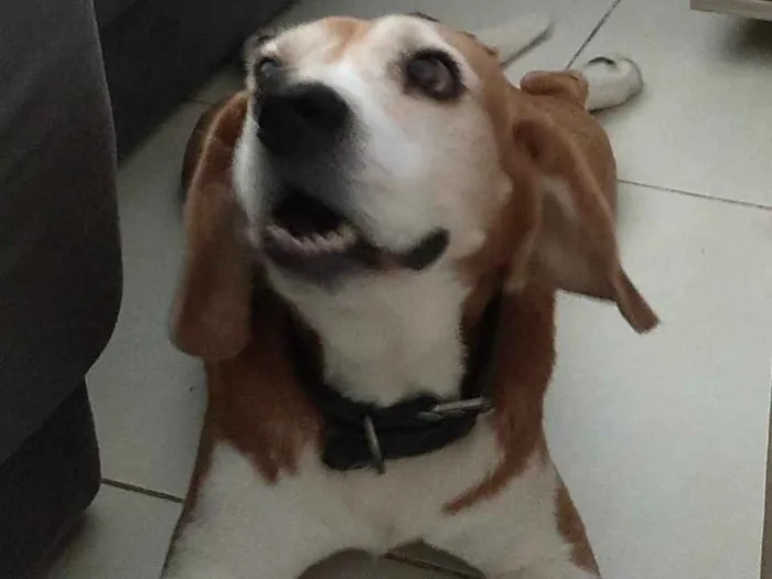 Cachorro ra a Beagle idade 6 ou mais anos nome Marley